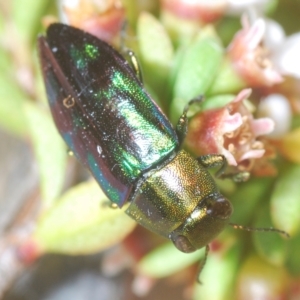 Melobasis purpurascens at Tinderry, NSW - 23 Feb 2023