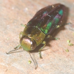 Melobasis purpurascens at Tinderry, NSW - 23 Feb 2023