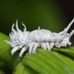 Cryptolaemus montrouzieri at Wellington Point, QLD - 11 Mar 2023