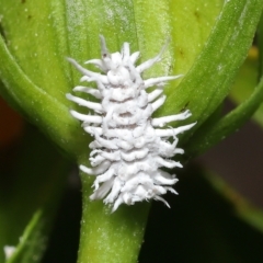 Cryptolaemus montrouzieri at Wellington Point, QLD - 11 Mar 2023