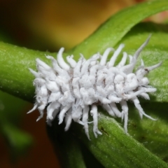 Cryptolaemus montrouzieri at Wellington Point, QLD - 11 Mar 2023