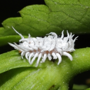 Cryptolaemus montrouzieri at Wellington Point, QLD - 11 Mar 2023