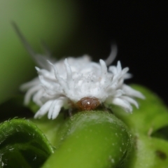 Cryptolaemus montrouzieri at Wellington Point, QLD - suppressed