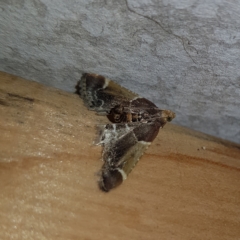Pyralis farinalis (Meal Moth) at Kambah, ACT - 12 Mar 2023 by MatthewFrawley