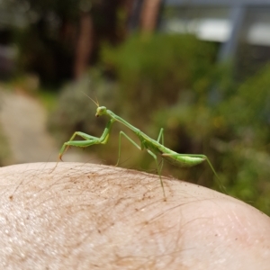 Pseudomantis albofimbriata at Kambah, ACT - 12 Mar 2023 02:50 PM