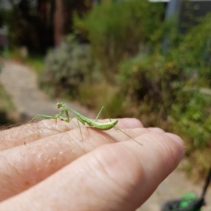 Pseudomantis albofimbriata at Kambah, ACT - 12 Mar 2023 02:50 PM