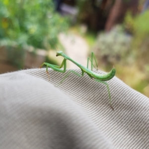 Pseudomantis albofimbriata at Kambah, ACT - 12 Mar 2023 02:50 PM