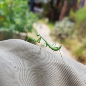 Pseudomantis albofimbriata at Kambah, ACT - 12 Mar 2023 02:50 PM