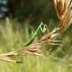 Pseudomantis albofimbriata at Kambah, ACT - 12 Mar 2023 02:50 PM