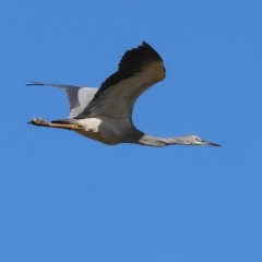 Egretta novaehollandiae (White-faced Heron) at Wodonga - 11 Mar 2023 by KylieWaldon