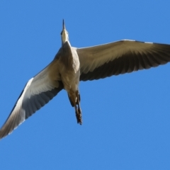 Egretta novaehollandiae at Wodonga, VIC - 12 Mar 2023 10:44 AM