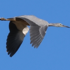 Egretta novaehollandiae at Wodonga, VIC - 12 Mar 2023