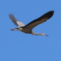 Egretta novaehollandiae at Wodonga, VIC - 12 Mar 2023