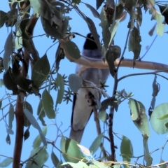 Coracina novaehollandiae (Black-faced Cuckooshrike) at Wodonga - 12 Mar 2023 by KylieWaldon