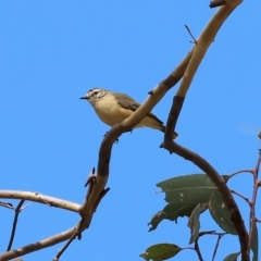 Acanthiza chrysorrhoa (Yellow-rumped Thornbill) at Wodonga, VIC - 12 Mar 2023 by KylieWaldon