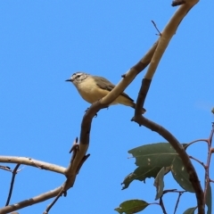 Acanthiza chrysorrhoa (Yellow-rumped Thornbill) at WREN Reserves - 12 Mar 2023 by KylieWaldon