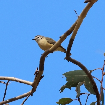 Acanthiza chrysorrhoa (Yellow-rumped Thornbill) at Wodonga, VIC - 12 Mar 2023 by KylieWaldon