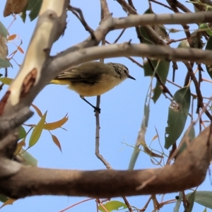 Acanthiza chrysorrhoa at Wodonga, VIC - 12 Mar 2023