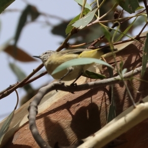 Acanthiza chrysorrhoa at Wodonga, VIC - 12 Mar 2023