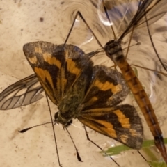 Ocybadistes walkeri (Green Grass-dart) at QPRC LGA - 12 Mar 2023 by Steve_Bok