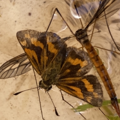 Ocybadistes walkeri (Green Grass-dart) at Jerrabomberra, NSW - 12 Mar 2023 by Steve_Bok