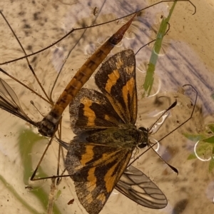 Ocybadistes walkeri at Jerrabomberra, NSW - 13 Mar 2023