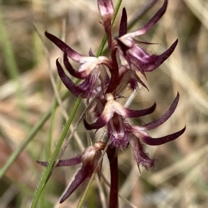 Corunastylis ostrina at Mongarlowe, NSW - suppressed