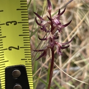 Corunastylis ostrina at Mongarlowe, NSW - suppressed