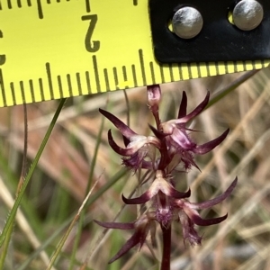 Corunastylis ostrina at Mongarlowe, NSW - 12 Mar 2023