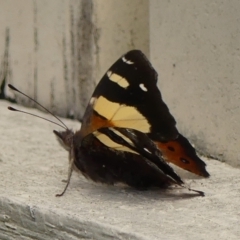 Vanessa itea (Yellow Admiral) at Braemar - 2 Mar 2023 by Curiosity