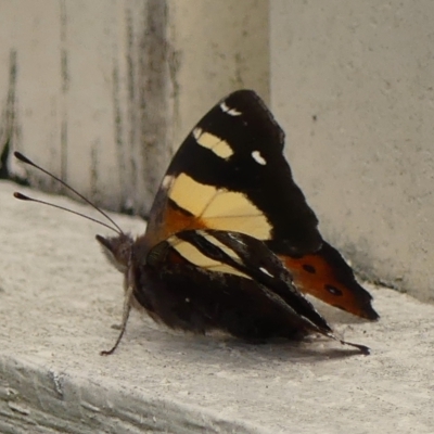 Vanessa itea (Yellow Admiral) at Wingecarribee Local Government Area - 2 Mar 2023 by Curiosity