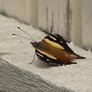 Vanessa itea at Braemar, NSW - 2 Mar 2023 12:13 PM