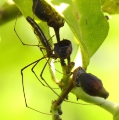 Tetragnatha demissa (Tetragnatha demissa) at Braemar - 7 Mar 2023 by Curiosity