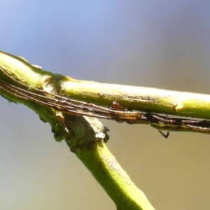 Tetragnatha demissa at Braemar, NSW - 7 Mar 2023