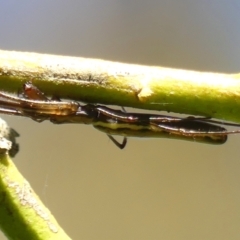 Tetragnatha demissa at Braemar, NSW - 7 Mar 2023