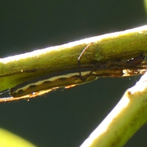 Tetragnatha demissa at Braemar, NSW - 7 Mar 2023