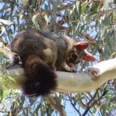 Trichosurus vulpecula (Common Brushtail Possum) at Acton, ACT - 11 Mar 2023 by Christine