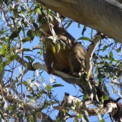 Trichosurus vulpecula at Acton, ACT - 12 Mar 2023 10:46 AM