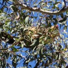 Trichosurus vulpecula at Acton, ACT - 12 Mar 2023 10:46 AM