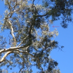 Trichosurus vulpecula at Acton, ACT - 12 Mar 2023