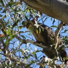 Trichosurus vulpecula at Acton, ACT - 12 Mar 2023 10:46 AM