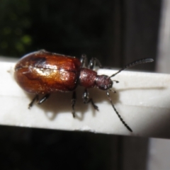 Ecnolagria sp. (genus) (A brown darkling beetle) at Flynn, ACT - 10 Mar 2023 by Christine