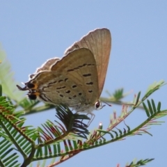 Jalmenus ictinus (Stencilled Hairstreak) at Bruce, ACT - 10 Mar 2023 by Christine