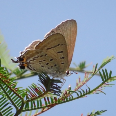 Jalmenus ictinus (Stencilled Hairstreak) at Bruce, ACT - 11 Mar 2023 by Christine