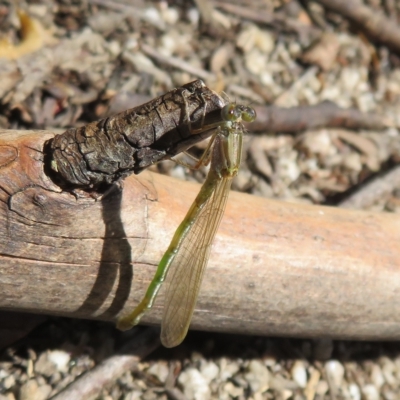 Coenagrionidae sp. (family) (Unidentified damselfly) at Paddys River, ACT - 8 Mar 2023 by Christine