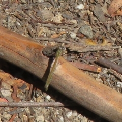 Coenagrionidae (family) at Paddys River, ACT - 8 Mar 2023 12:26 PM