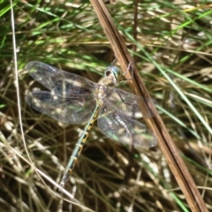 Hemicordulia australiae (Australian Emerald) at Paddys River, ACT - 8 Mar 2023 by Christine