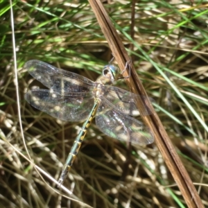 Hemicordulia australiae at Paddys River, ACT - 8 Mar 2023