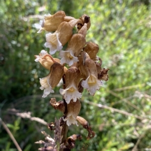 Gastrodia procera at Cotter River, ACT - suppressed