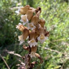 Gastrodia procera (Tall Potato Orchid) at Cotter River, ACT - 19 Feb 2023 by Tapirlord